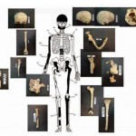 Amphipolis-Bones-belonging-to-the-60-year-old-female