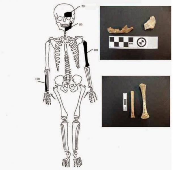 Bones found in the Amphipolis tomb belonging to newborn infant. Credit: Ministry of Culture 
