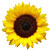 Sunflower-WW1-Macedonia